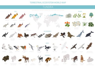 Tundra biome. İzometrik 3d tarzı. Karasal ekosistem dünya haritası. Arktik hayvan, kuş, balık ve bitki Infographic tasarım. Vektör çizim