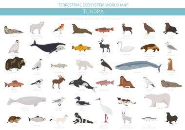 Tundra biome. Karasal ekosistem dünya haritası. Arktik hayvan, kuş, balık ve bitki Infographic tasarım. Vektör çizim