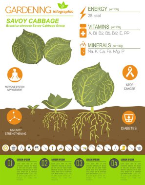Savoy lahana yararlı özellikleri grafik şablonu. Bahçe, Infographic tarım, nasıl büyür. Düz stil tasarım. Vektör çizim