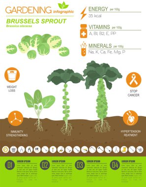 Brüksel lahana yararlı özellikleri grafik şablonu filiz. Bahçe, Infographic tarım, nasıl büyür. Düz stil tasarım. Vektör çizim