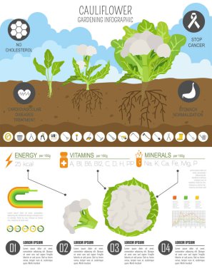Karnabahar lahana yararlı özellikleri grafik şablonu. Bahçe, Infographic tarım, nasıl büyür. Düz stil tasarım. Vektör çizim