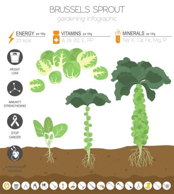 Brüksel lahana yararlı özellikleri grafik şablonu filiz. Bahçe, Infographic tarım, nasıl büyür. Düz stil tasarım. Vektör çizim