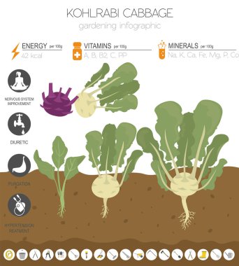 Sarımsak, lahana şalgam yararlı özellikleri grafik şablonu. Bahçe, Infographic tarım, nasıl büyür. Düz stil tasarım. Vektör çizim