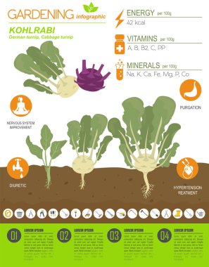 Sarımsak, lahana şalgam yararlı özellikleri grafik şablonu. Bahçe, Infographic tarım, nasıl büyür. Düz stil tasarım. Vektör çizim