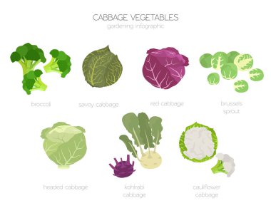 Lahana yararlı özellikleri grafik kümesi. Bahçe, Infographic tarım, nasıl büyür. Düz stil tasarım. Vektör çizim
