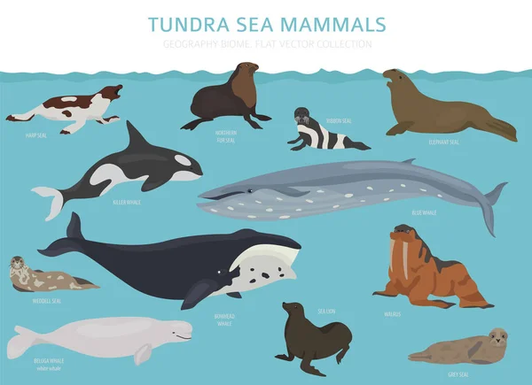 Biome Toundra Carte Monde Des Écosystèmes Terrestres Arctic Sea Mammals — Image vectorielle