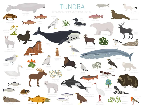 Bioma Tundra Mapa Mundo Ecossistema Terrestre Animais Ártico Aves Peixes —  Vetores de Stock