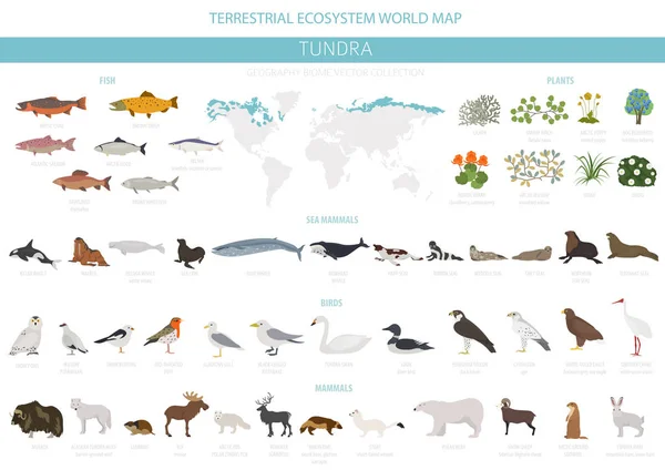 Bioma Tundra Mapa Mundial Ecosistemas Terrestres Infografía Animales Aves Peces — Archivo Imágenes Vectoriales