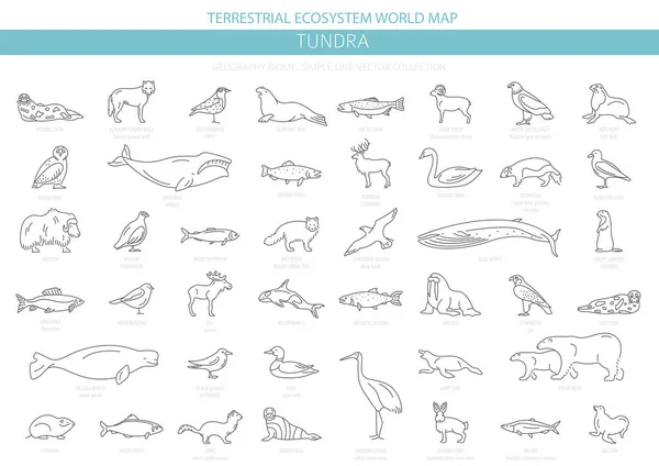 Bioma Tundra Estilo Linha Simples Mapa Mundo Ecossistema Terrestre Animais — Vetor de Stock