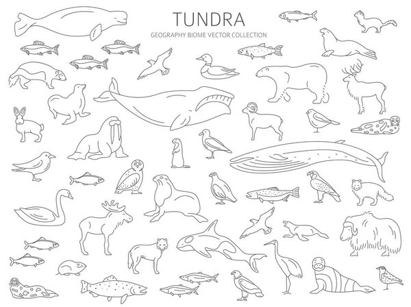 Tundra biome. Simple line style. Terrestrial ecosystem world map. Arctic animals, birds, fish and plants infographic design. Vector illustration