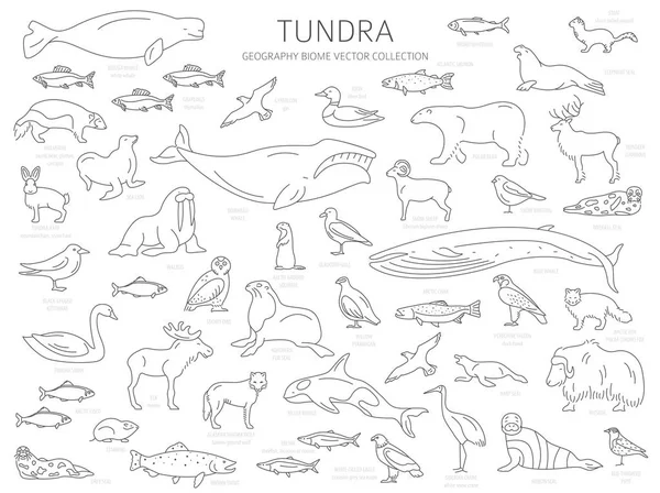 Bioma Tundra Estilo Linha Simples Mapa Mundo Ecossistema Terrestre Animais —  Vetores de Stock