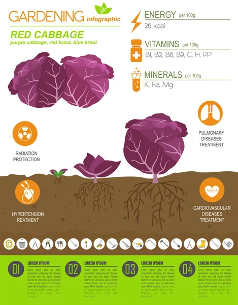 Repollo Rojo Características Beneficiosas Plantilla Gráfica Jardinería Infografía Agrícola Cómo — Vector de stock