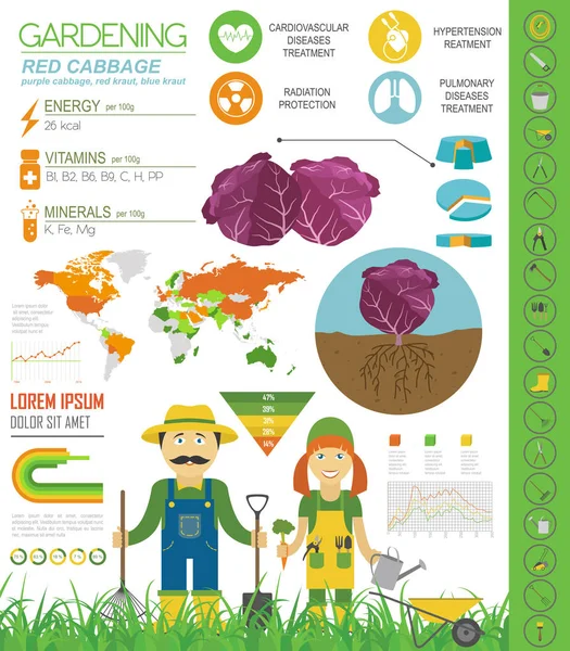 Chou Rouge Caractéristiques Bénéfiques Modèle Graphique Jardinage Infographie Agricole Comment — Image vectorielle