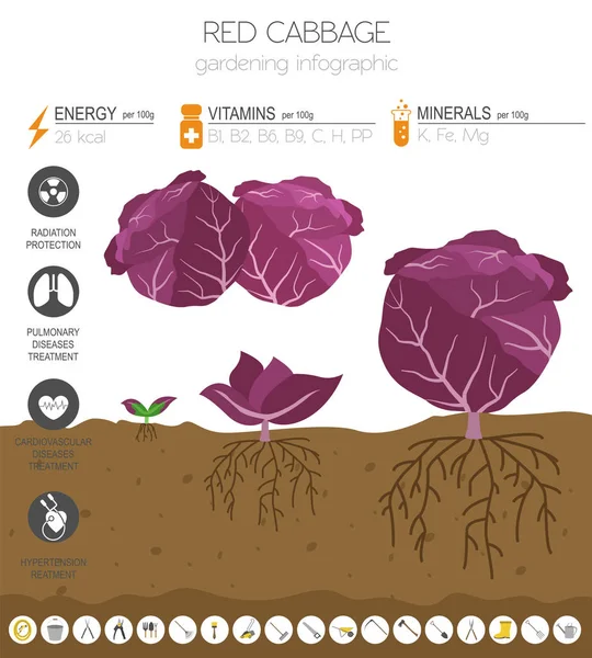 Cavolo Rosso Caratteristiche Benefiche Modello Grafico Giardinaggio Agricoltura Infografica Come — Vettoriale Stock
