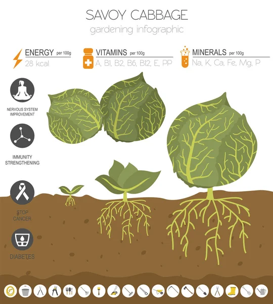 Chou Savoie Caractéristiques Bénéfiques Modèle Graphique Jardinage Infographie Agricole Comment — Image vectorielle