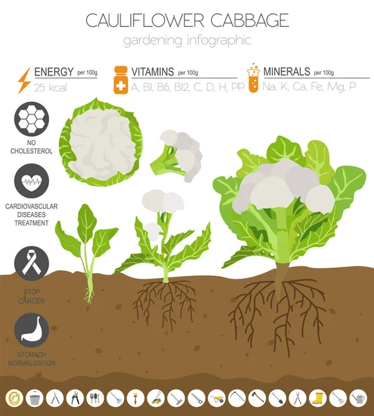 Kalafior Kapusta Szablon Graficzny Korzystne Cechy Ogrodnictwo Rolnictwo Infografikę Jak — Wektor stockowy
