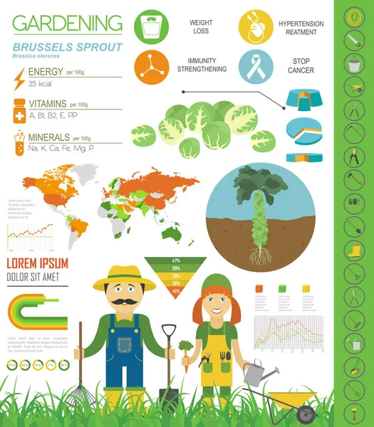 Choux Bruxelles Choux Bénéfique Caractéristiques Modèle Graphique Jardinage Infographie Agricole — Image vectorielle