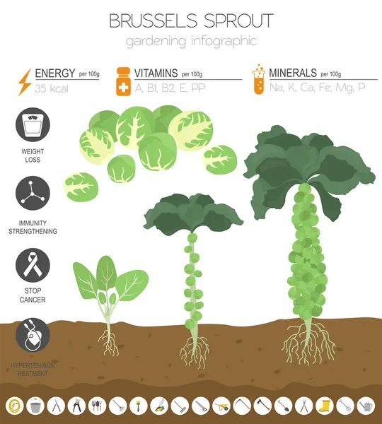 Bruxelas Repolho Broto Características Benéficas Modelo Gráfico Jardinagem Infográfico Agrícola — Vetor de Stock