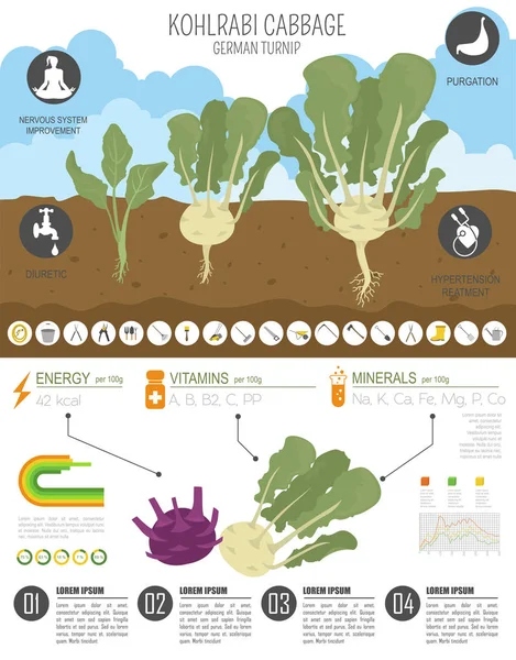 Kohlrabi 卷心菜萝卜有益的特点图形模板 农业信息图 它是如何生长的 扁平风格的设计 向量例证 — 图库矢量图片