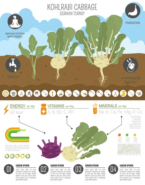 Kohlrabi Nabo Repolho Características Benéficas Modelo Gráfico Jardinagem Infográfico Agrícola — Vetor de Stock