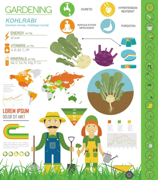 Kohlrabi Cavolo Rapa Caratteristiche Benefiche Modello Grafico Giardinaggio Agricoltura Infografica — Vettoriale Stock