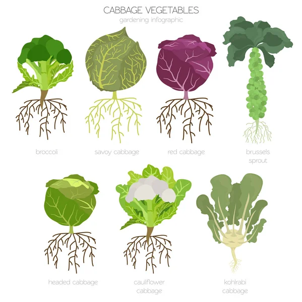 Col Características Beneficiosas Conjunto Gráfico Jardinería Infografía Agrícola Cómo Crece — Archivo Imágenes Vectoriales