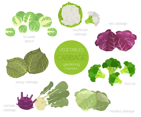 Repolho Características Benéficas Conjunto Gráfico Jardinagem Infográfico Agrícola Como Cresce — Vetor de Stock