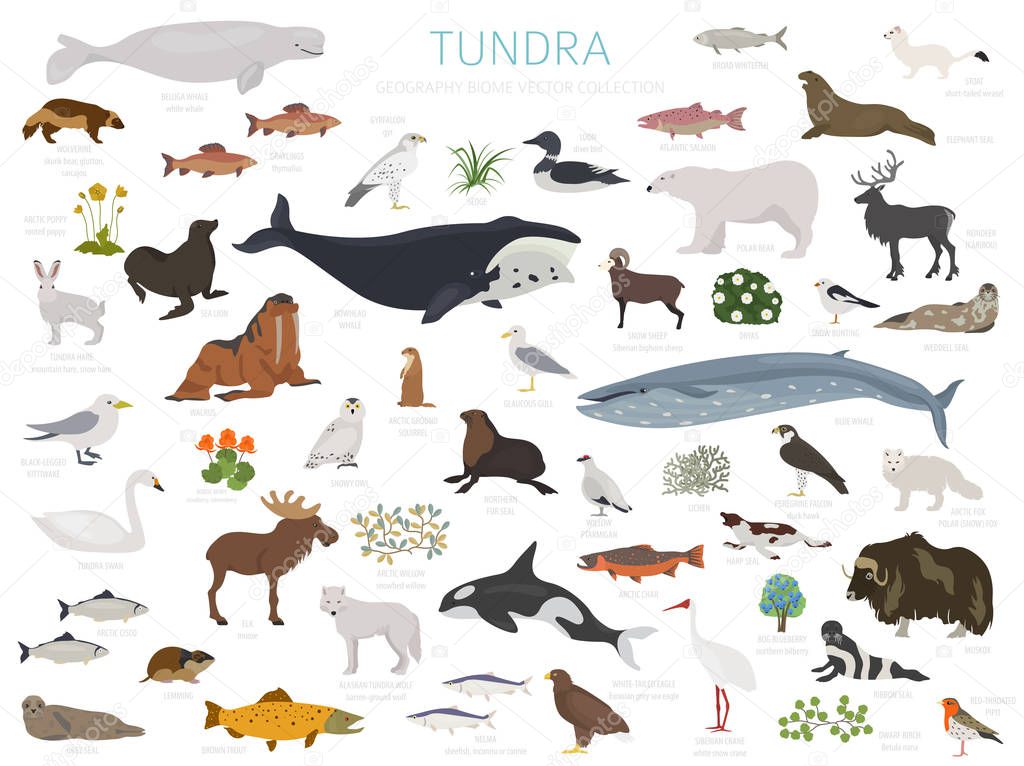 Tundra biome. Terrestrial ecosystem world map. Arctic animals, birds, fish and plants infographic design. Vector illustration