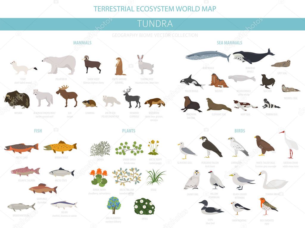 Tundra biome. Terrestrial ecosystem world map. Arctic animals, birds, fish and plants infographic design. Vector illustration