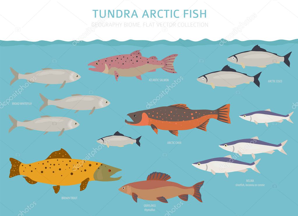 Tundra biome. Terrestrial ecosystem world map. Arctic fish infographic design. Vector illustration