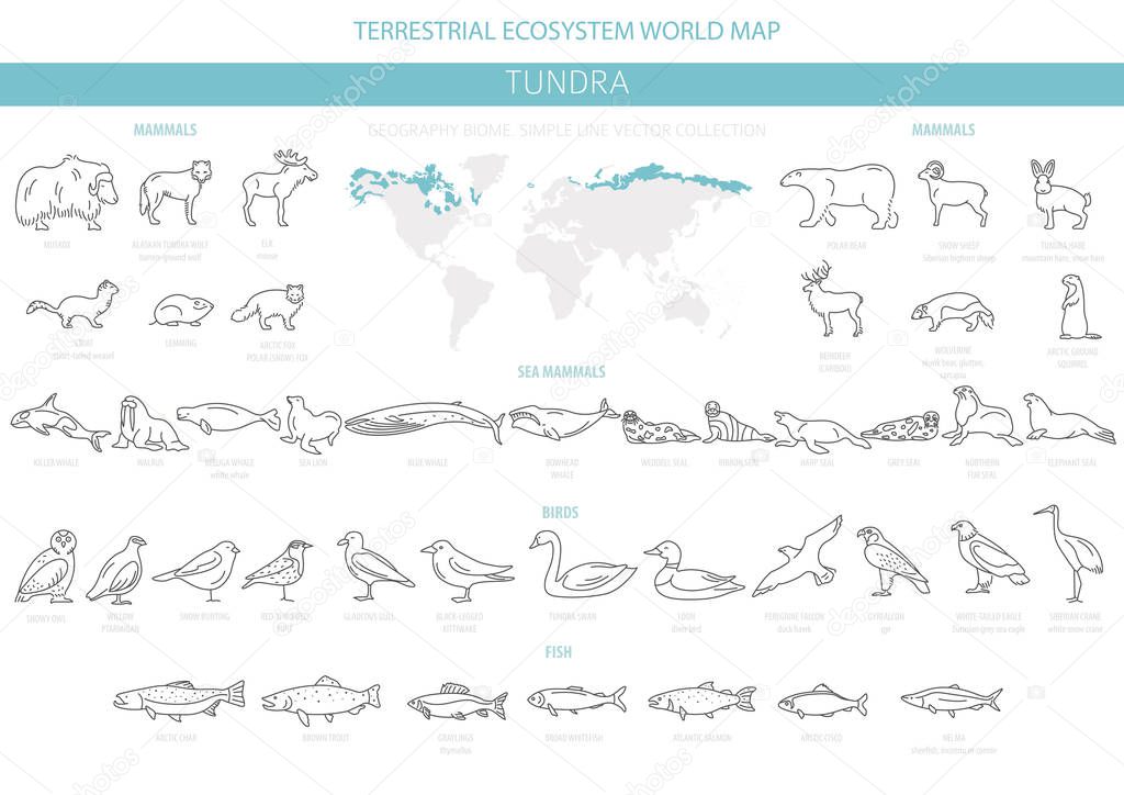 Tundra biome. Simple line style. Terrestrial ecosystem world map. Arctic animals, birds, fish and plants infographic design. Vector illustration