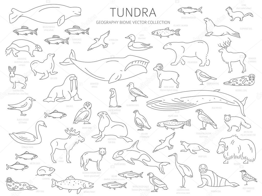 Tundra biome. Simple line style. Terrestrial ecosystem world map. Arctic animals, birds, fish and plants infographic design. Vector illustration