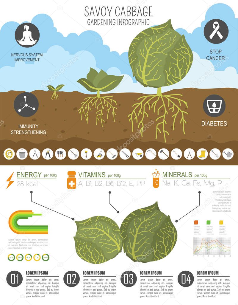 Savoy cabbage beneficial features graphic template. Gardening, farming infographic, how it grows. Flat style design. Vector illustration
