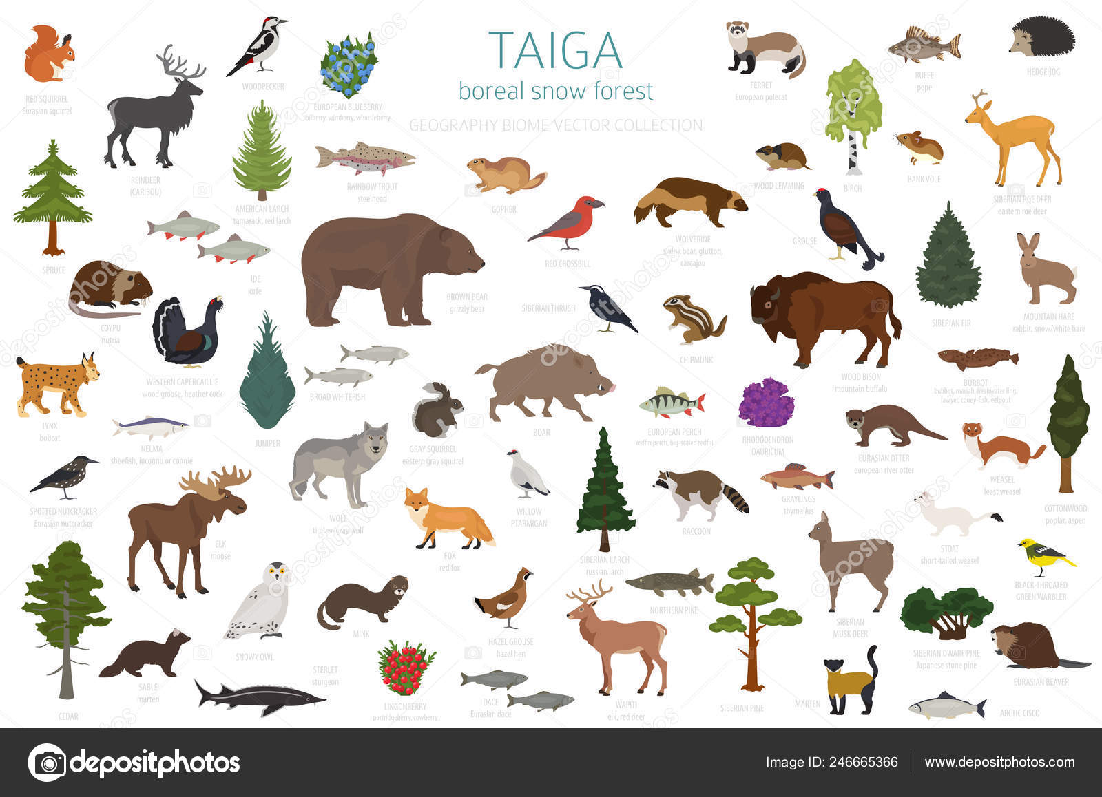 Taiga Biome Boreal Snow Forest Terrestrial Ecosystem World Map Animals  Stock Vector Image by ©A7880S #246665366