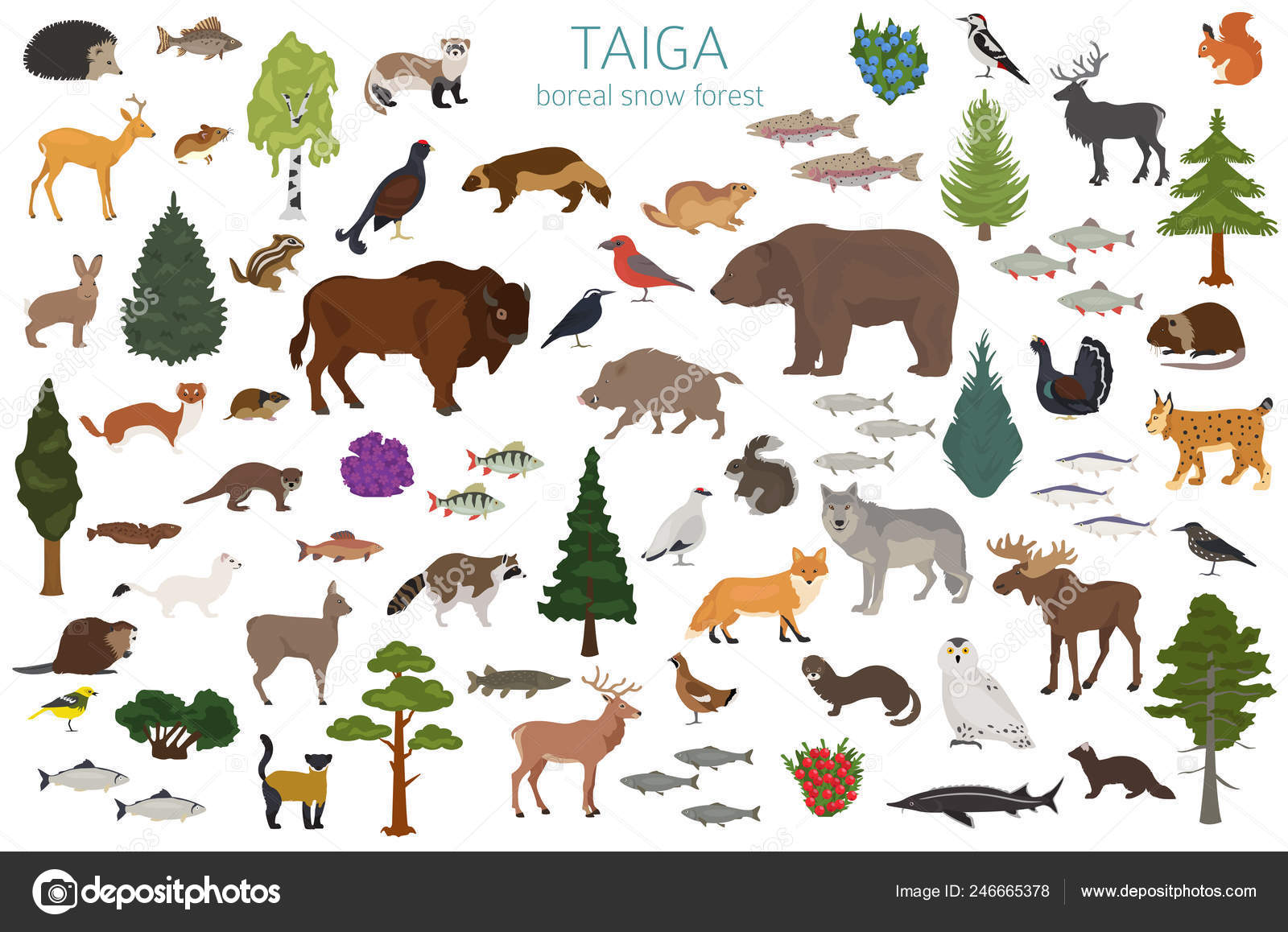 Taiga Biome Boreal Snow Forest Terrestrial Ecosystem World Map Animals ...