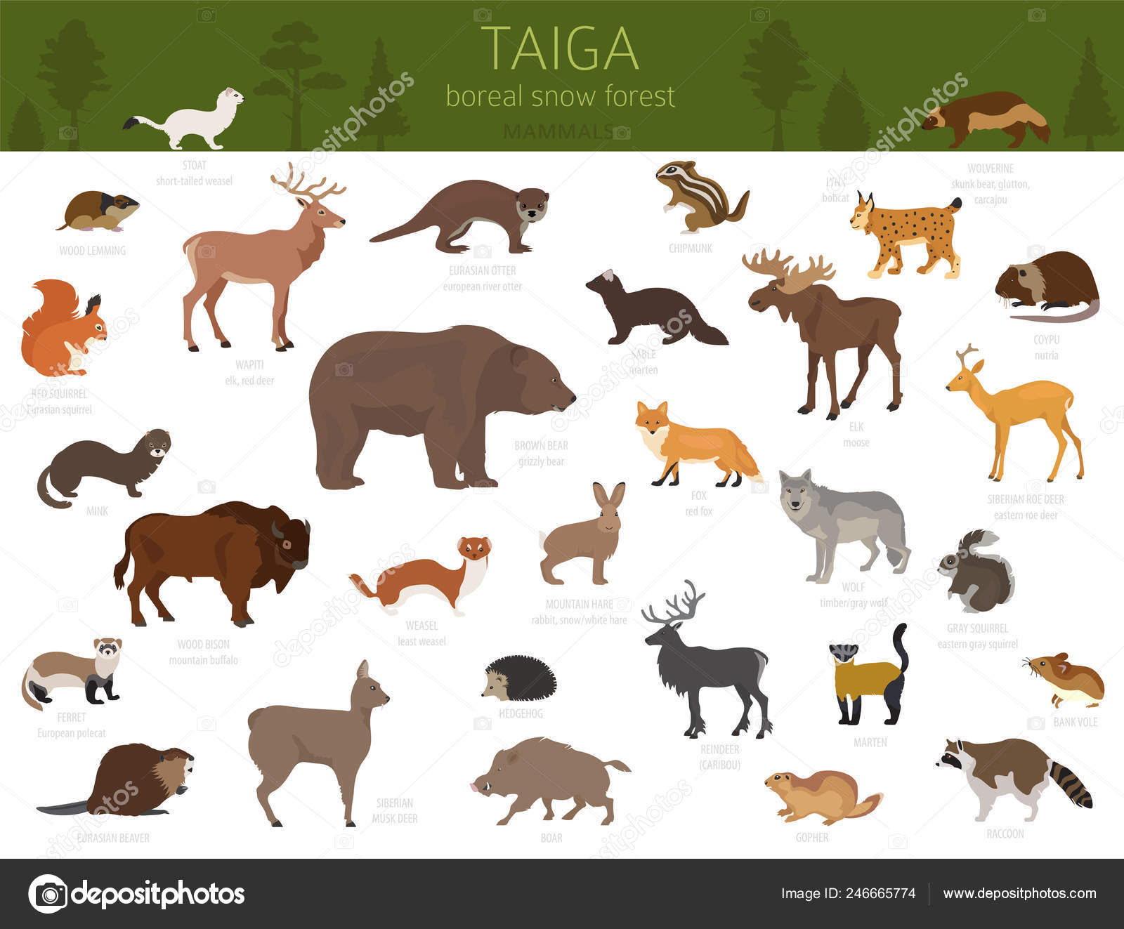 Taiga Biome Boreal Snow Forest Terrestrial Ecosystem World Map Animals  Stock Vector Image by ©A7880S #246665774