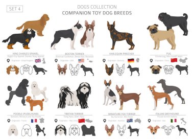 Beyaz izole arkadaşı ve minyatür oyuncak köpek koleksiyonu. Düz stil. Farklı renk ve menşe ülke. Vektör çizim