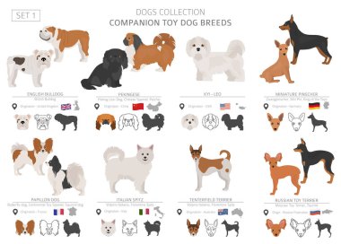 Beyaz izole arkadaşı ve minyatür oyuncak köpek koleksiyonu. Düz stil. Farklı renk ve menşe ülke. Vektör çizim