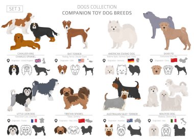 Beyaz izole arkadaşı ve minyatür oyuncak köpek koleksiyonu. Düz stil. Farklı renk ve menşe ülke. Vektör çizim