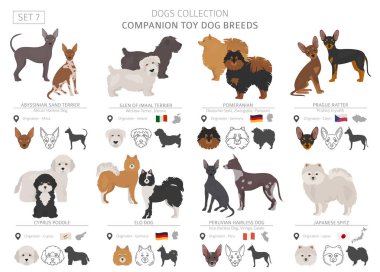Beyaz izole arkadaşı ve minyatür oyuncak köpek koleksiyonu. Düz stil. Farklı renk ve menşe ülke. Vektör çizim