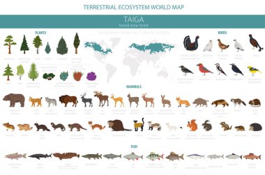 Taiga biome, boreal snow forest. Terrestrial ecosystem world map. Animals, birds, fish and plants infographic design. Vector illustration clipart