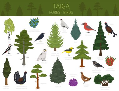 Tayga biome boreal kar orman. Karasal ekosistem Dünya Haritası. Hayvan, kuş, Balık ve bitki Infographic tasarım. Vektör çizim