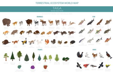 Tayga biome boreal kar orman 3d isometry tasarımı. Karasal ekosistem Dünya Haritası. Hayvan, kuş, Balık ve bitki Infographic öğeleri. Vektör çizim