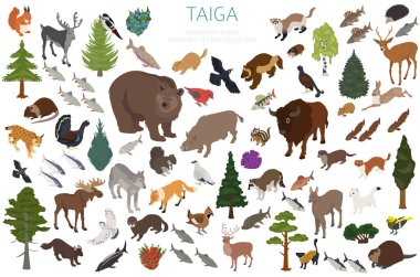 Tayga biome boreal kar orman 3d isometry tasarımı. Karasal ekosistem Dünya Haritası. Hayvan, kuş, Balık ve bitki Infographic öğeleri. Vektör çizim