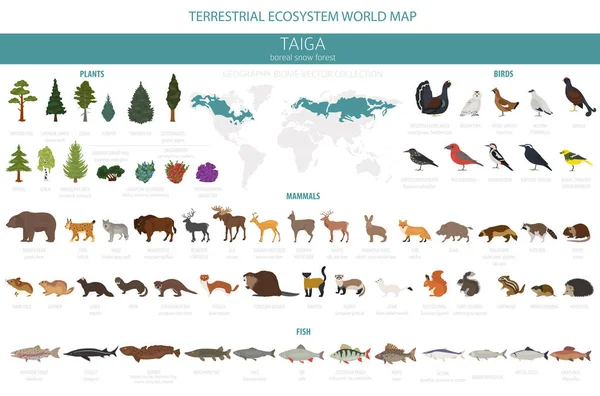 Tajgy Sníh Boreální Les Mapa Světa Suchozemských Ekosystémů Zvířata Ptáci — Stockový vektor