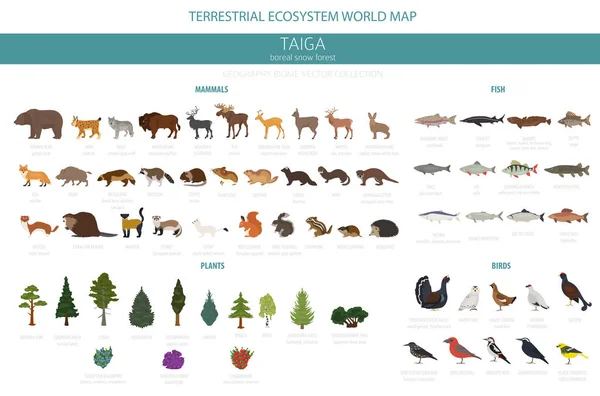 Biome Tajga Borealne Snow Las Mapa Świata Ekosystemu Lądowego Zwierzęta — Wektor stockowy