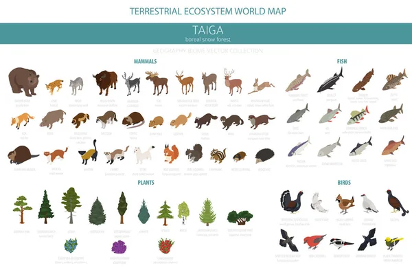 泰加生物群系 北方雪林3D 等距设计 陆地生态系统世界地图 鱼类和植物信息元素 向量例证 — 图库矢量图片