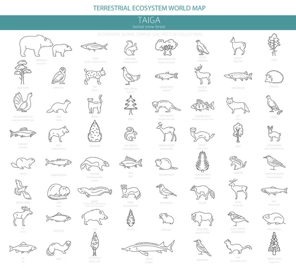 Taiga Biome 간단한 디자인 생태계 지도입니다 물고기 Infographic 일러스트 — 스톡 벡터