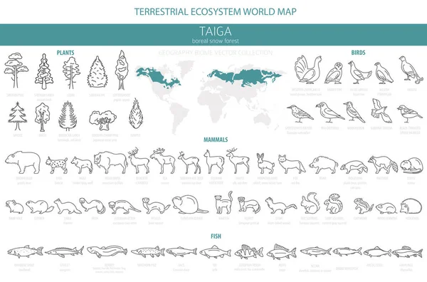 Taiga Biome 간단한 디자인 생태계 지도입니다 물고기 Infographic 일러스트 — 스톡 벡터