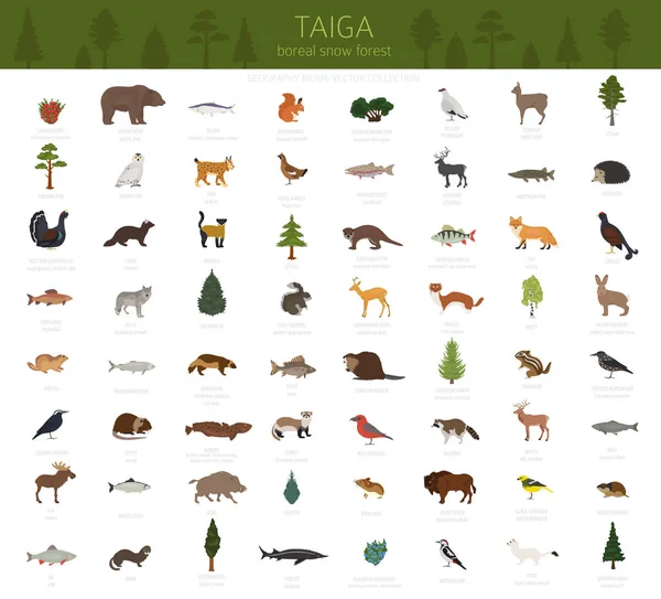 泰加生物群系北方雪林陆地生态系统世界地图 鱼类和植物信息图设计 向量例证 — 图库矢量图片